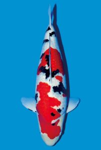 Sanke Koi fish with red, black, and white patterns on a blue background.