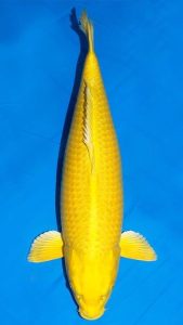 Yamabuki Ogon Koi fish with a vibrant yellow body against a blue background.
