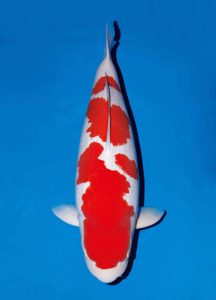Kohaku Koi fish with bright red patterns on a pure white body against a blue background