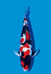 Showa Koi fish with red, white, and black patterns on a blue background