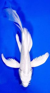 Butterfly Koi fish with long, flowing fins and a solid white body against a blue background